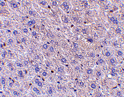 2 - F1A alpha Antibody ASC10107