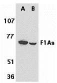 1 - F1A alpha Antibody ASC10107