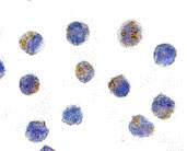 8 - AIF Antibody ASC10113