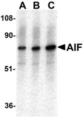1 - AIF Antibody ASC10113