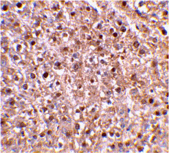 2 - Caspase-12 Antibody ASC10119
