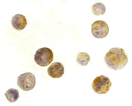 8 - TACI Antibody ASC10130