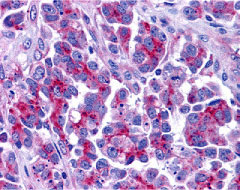 2 - Smac Antibody ASC10132