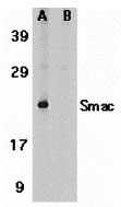 1 - Smac Antibody ASC10132