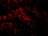 3 - Smac Antibody ASC10133