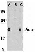1 - Smac Antibody ASC10133