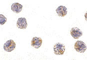 8 - MCG10 Antibody ASC10145