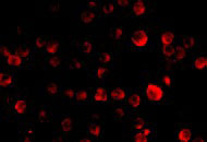 3 - MCG10 Antibody ASC10145