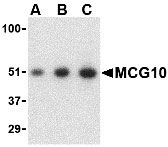 1 - MCG10 Antibody ASC10145