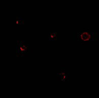 3 - TCCR Antibody ASC10146
