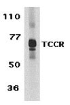 1 - TCCR Antibody ASC10147