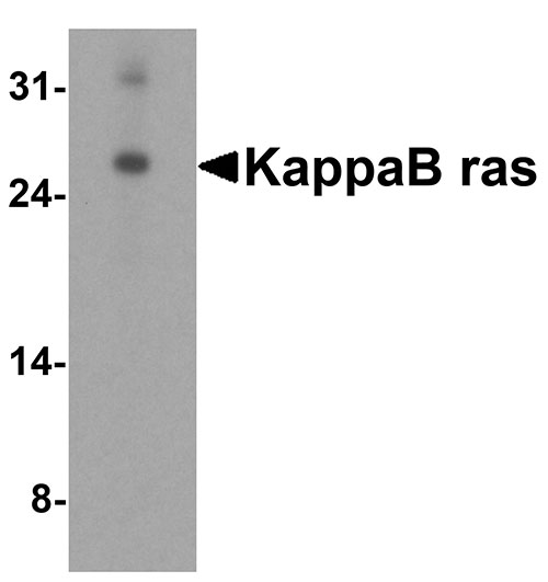 1 - KappaB ras Antibody ASC10149