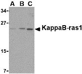 1 - KappaB ras1 Antibody ASC10150