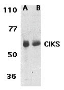 1 - CIKS Antibody ASC10154