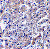 2 - Caspase-14 Antibody ASC10156