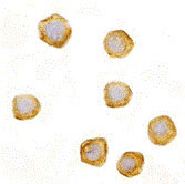 8 - CARD10 Antibody ASC10164