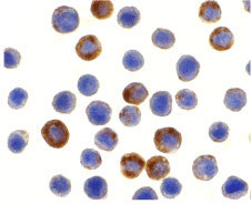 8 - ILP-2 Antibody ASC10166