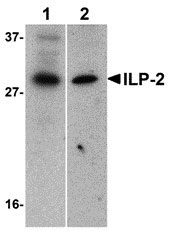 1 - ILP-2 Antibody ASC10166