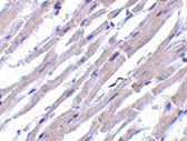 2 - Bcl-rambo Antibody ASC10167