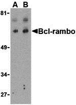 1 - Bcl-rambo Antibody ASC10167