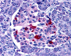 2 - EndoG Antibody ASC10172