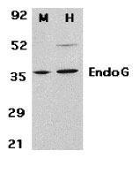 1 - EndoG Antibody ASC10172
