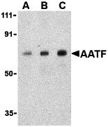 1 - AATF Antibody ASC10174