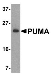 1 - PUMA Antibody ASC10176