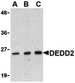 1 - DEDD2 Antibody ASC10180