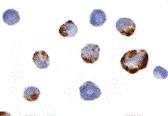 8 - PAK5 Antibody ASC10182