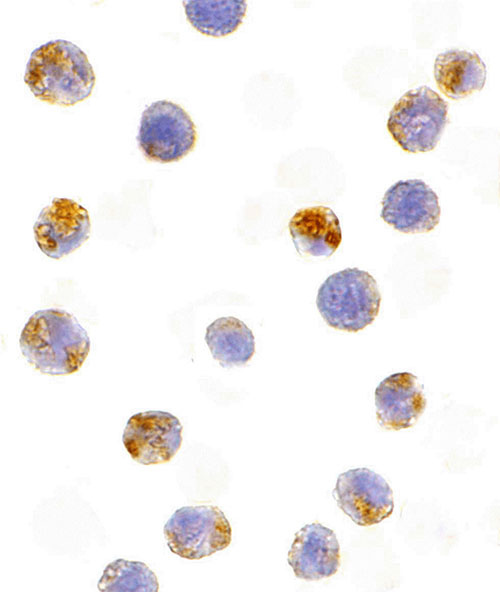 8 - AID Antibody ASC10184