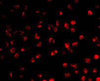 3 - AID Antibody ASC10184