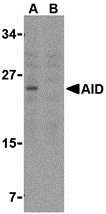 1 - AID Antibody ASC10184