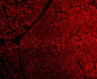 3 - TIRAP Antibody ASC10201