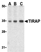 1 - TIRAP Antibody ASC10201