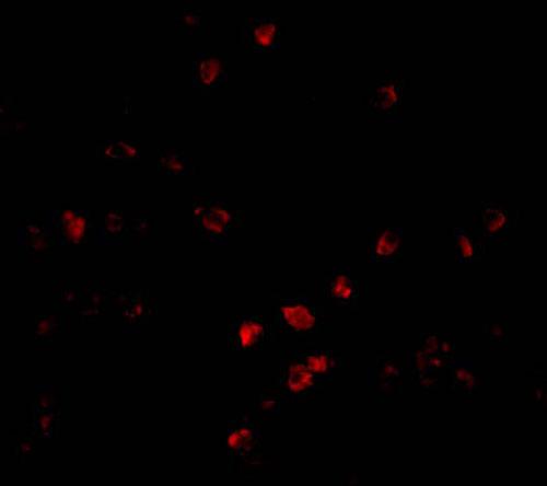3 - PARC Antibody ASC10204