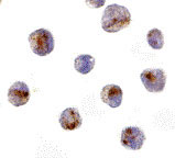 8 - CARD8 Antibody ASC10206