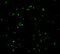 3 - CARD8 Antibody ASC10206