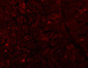 3 - Caspase-12 Antibody (Large) ASC10210