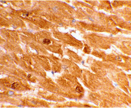 2 - Caspase-12 Antibody (Large) ASC10210