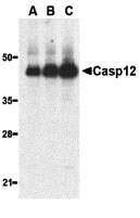 1 - Caspase-12 Antibody (Large) ASC10210
