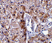2 - Caspase-12 Antibody (Small) ASC10211