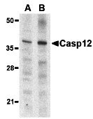 1 - Caspase-12 Antibody (Small) ASC10211