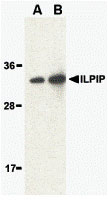 1 - ILPIP Antibody ASC10212