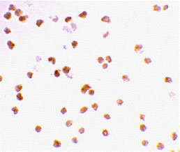 8 - TLR7 Antibody ASC10230