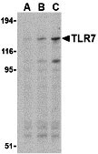 1 - TLR7 Antibody ASC10230