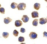 8 - TLR11 Antibody ASC10233