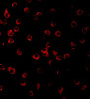 3 - TLR11 Antibody ASC10233
