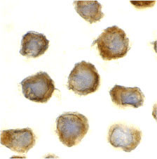 8 - TLR11 Antibody ASC10236