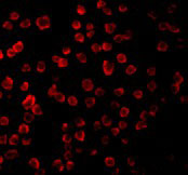 3 - TLR11 Antibody ASC10236
